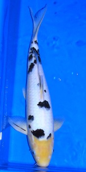 Shiro Bekko Koi