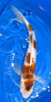 Budo Goromo Koi