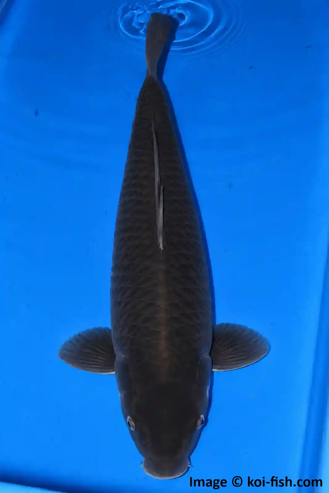 Karasugoi Koi
