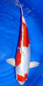 Kikusui Koi