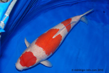 Kohaku koi fish