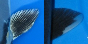 Male Koi Fin Shape