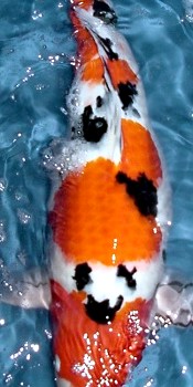 Sanke Koi