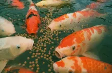 Koi feeding on their pellets at the surface of the pond