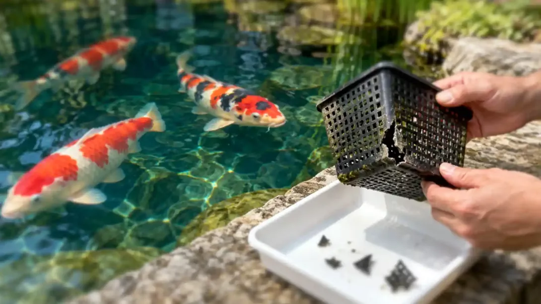 Koi swim beside a stone pond edge while a keeper inspects a cracked plastic plant basket over a white tray.