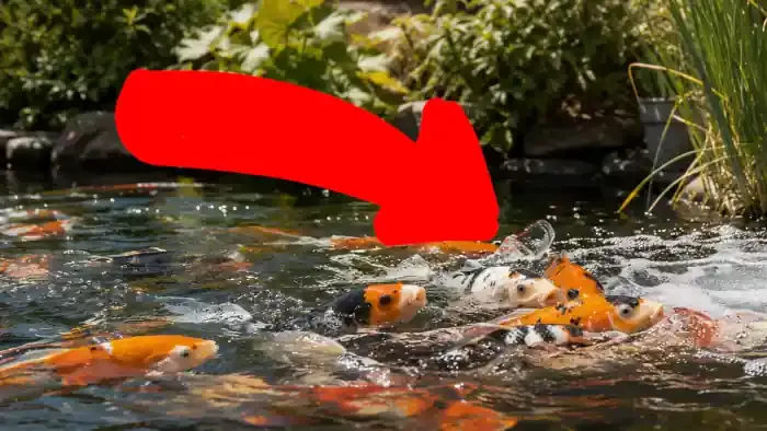 koi pond in heat wave
