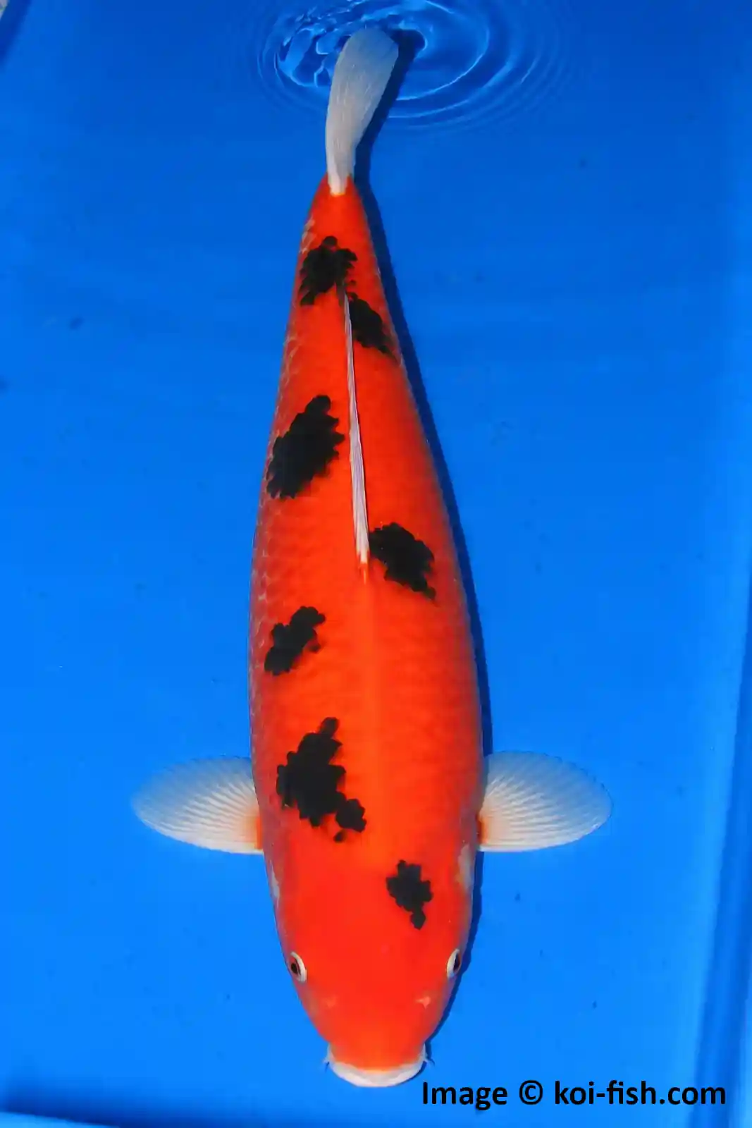 Aka Bekko Koi