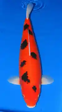 Aka Bekko koi fish