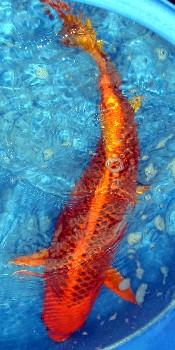 Aka Matsuba | Koi Fish Information