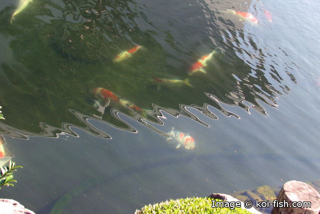 Koi Fish A Beginners Guide Koi Fish Information