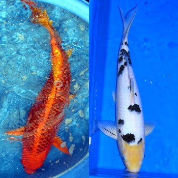 Koi Body Shape