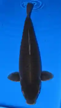 Karasugoi koi fish