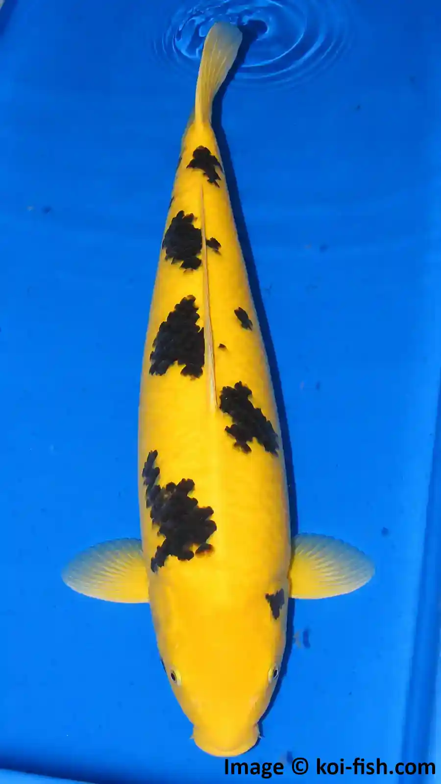 Ki Bekko Koi