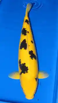 Ki Bekko koi fish