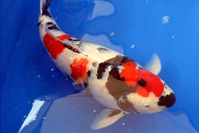 Ten Things You Didn't Know About Koi Fish | Koi Fish ...