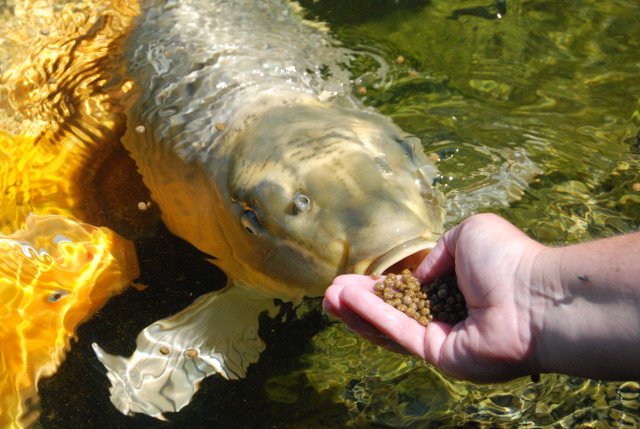 Ten Things You Didn't Know About Koi Fish