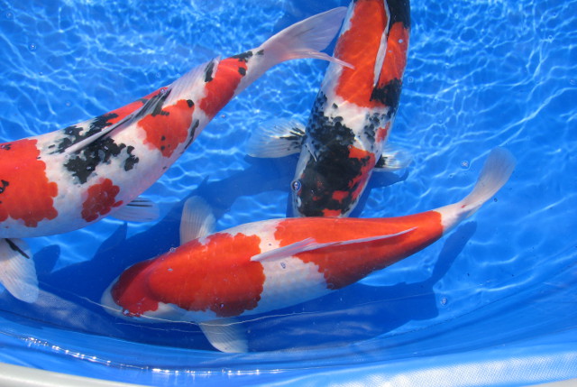 Koi Fish Prices In Maryland: The Insider's Scoop 🐟 💵