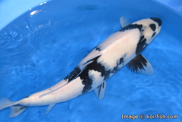 5 Common Koi Keeping Mistakes Koi Fish Information