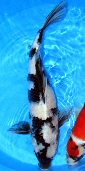 Shiro Utsuri | Koi Fish Information