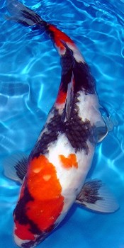 Showa Koi