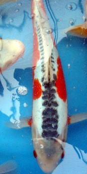 Shusui Koi