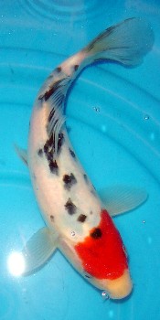 Tancho Sanke Koi