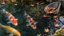 Orange-and-white koi swimming beneath floating autumn leaves as a pond net lifts leaves from the surface.